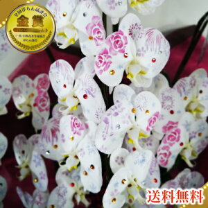 ϗ/ϗ3{/ϗ3{/ϗv`i(PVE)/X}Xe/@vH@Ε銔呍͂Ȃ₩