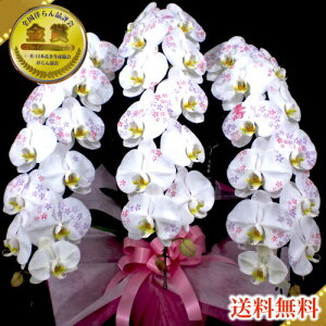 ϗ/ϗ3{/ϗ3{/ϗv`i(PVE)/X}Xe/@vH@Ε銔呍͂Ȃ₩