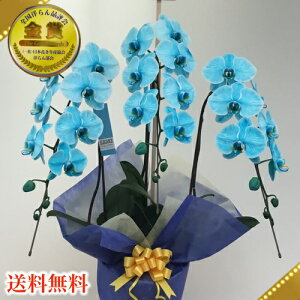 yz}GKXӒ@3{ςӒ@ƂĂYȃ}Ӓ@pɂv[gpɂ@ɐlC̐F̌ӒVׁ@vH@Ε銔