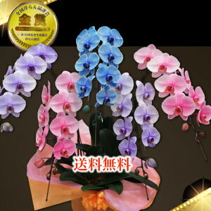 生花 アレンジメントフラワー 青の人気商品 通販 価格比較 価格 Com