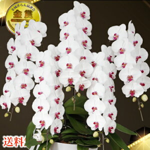 Ӓ5{EӒ(R`E)Ӓ5{yzӒ jEӒEJXjEEӒEӒ ցEӒ JXjyEӒzV|WE@NLO