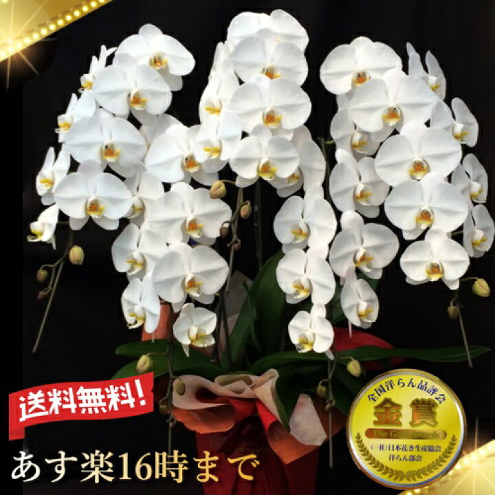 楽天市場 胡蝶蘭5本立ち 胡蝶蘭 コチョウラン 胡蝶蘭大輪5本立ち 送料無料 胡蝶蘭 お祝い 胡蝶蘭 開店祝い 胡蝶蘭 胡蝶蘭 大輪 胡蝶蘭 開店祝い ラン 胡蝶蘭 シンポジウム 周年記念式典 竣工式落成式 お歳暮株主総会はなやか正月 胡蝶蘭専門店 ギフトフラワー