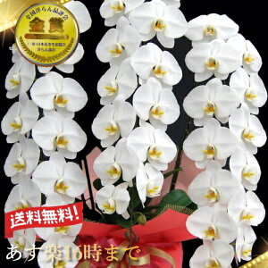 v~AӒ3{42ց`47(ڂ݊܂)B唗́@vH@Ε銔呍͂Ȃ₩