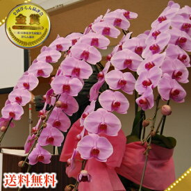 楽天市場 シンポジウム 花 ガーデン Diy の通販