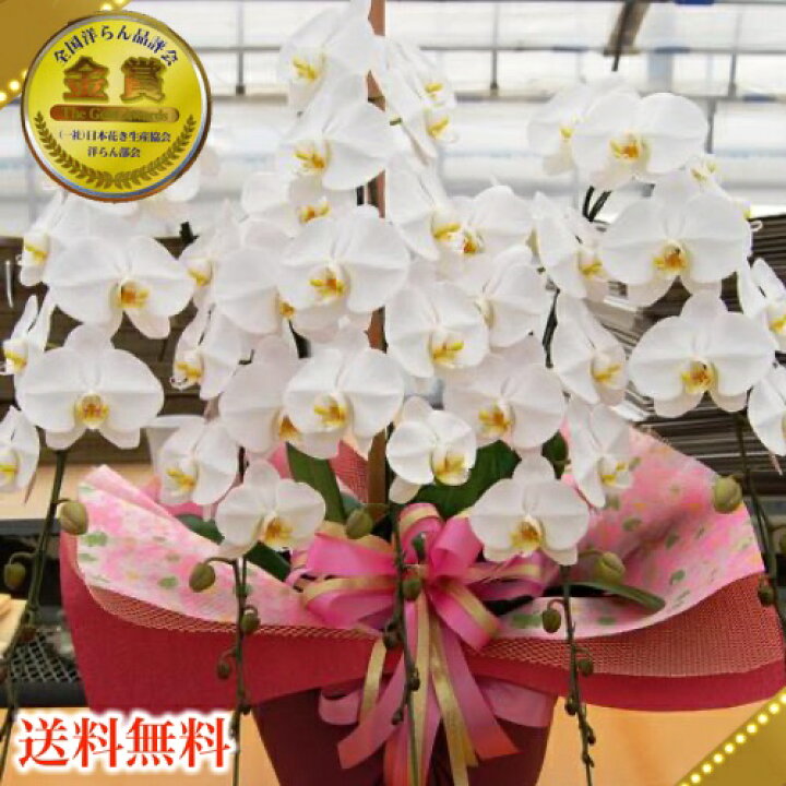 楽天市場 胡蝶蘭5本立ち 胡蝶蘭 コチョウラン 胡蝶蘭大輪5本立ち 送料無料 胡蝶蘭 お祝い 胡蝶蘭 開店祝い 胡蝶蘭 胡蝶蘭 大輪 胡蝶蘭 開店祝い ラン 胡蝶蘭 シンポジウム 周年記念式典 竣工式落成式 お歳暮株主総会はなやか正月 胡蝶蘭専門店 ギフトフラワー