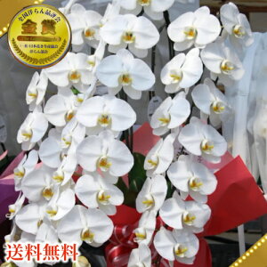 Ӓ3{v~A48ց`(ڂ݊܂)3{Ӓ@/3{//JXj///~j/hV/Mtg//LO/؎D@vH@Ε銔呍͂Ȃ₩