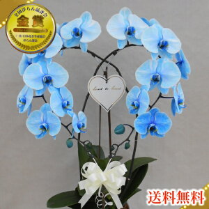 生花 胡蝶蘭 ブルーエレガンスの人気商品 通販 価格比較 価格 Com