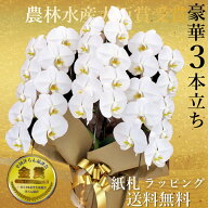 九州/配送無料/胡蝶蘭3本立ち大輪/開店祝い/還暦祝い/お祝い 送料無料/お祝い花・開店祝い・お祝い花・お…