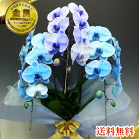 楽天市場 喜寿 祝い 鉢 紫の通販