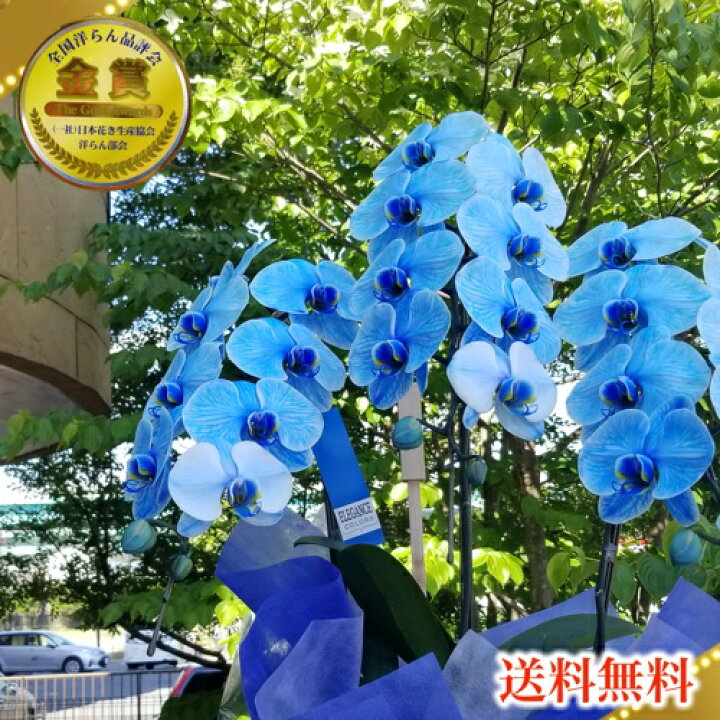 楽天市場 珍しい胡蝶蘭 青い胡蝶蘭 ブルーエレガンス胡蝶蘭3本立ち松浦園芸正月 胡蝶蘭専門店 ギフトフラワー