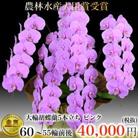 楽天市場 シンポジウム 花 ガーデン Diy の通販 楽天市場 シンポジウム 花 ガーデン Diy の通販