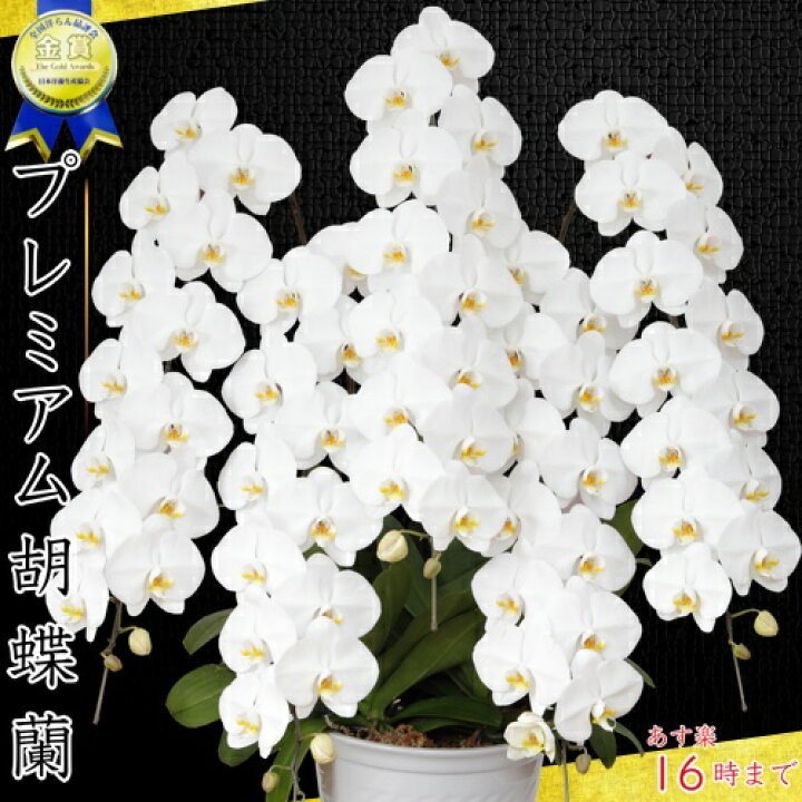 楽天市場 胡蝶蘭5本立ち 胡蝶蘭 コチョウラン 胡蝶蘭大輪5本立ち 送料無料 胡蝶蘭 お祝い 胡蝶蘭 開店祝い 胡蝶蘭 胡蝶蘭 大輪 胡蝶蘭 開店祝い ラン 胡蝶蘭 シンポジウム 周年記念式典 竣工式落成式 お歳暮株主総会はなやか正月 胡蝶蘭専門店 ギフトフラワー