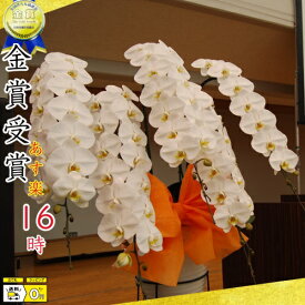 楽天市場 シンポジウム 花 ガーデン Diy の通販