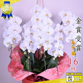 楽天市場 シンポジウム 花 ガーデン Diy の通販