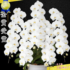 楽天市場 シンポジウム 花 ガーデン Diy の通販