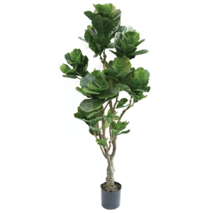 楽天市場 人工観葉植物 フェイクグリーン カシワバゴム1800 カシワバゴムノキ 柏葉ゴム 人工観葉植物 造花 You通販