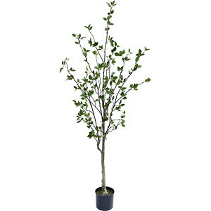 lHϗtA@tFCNO[@V̖؁@1800ylHϗtAEԁz