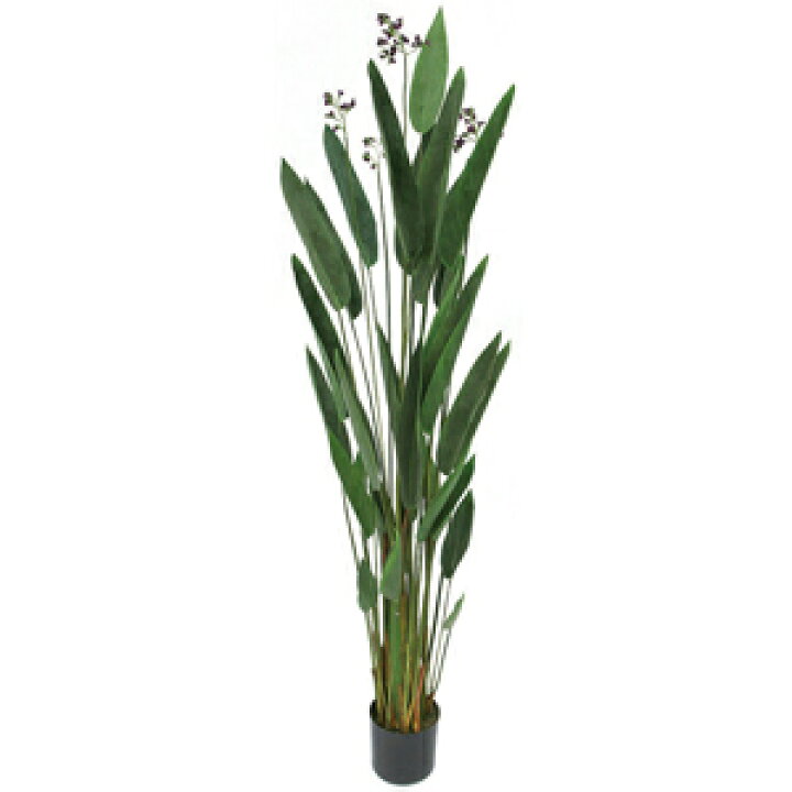 楽天市場 人工観葉植物 フェイクグリーン ウォーターカンナ1250 ミズカンナ 人工観葉植物 造花 You通販