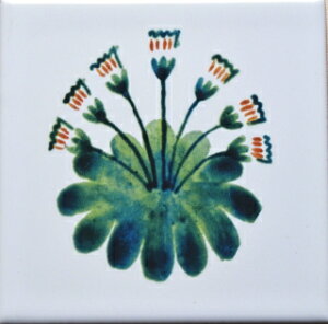 ycoasterszDaisy Green(ڂ)