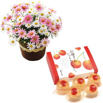 楽天市場】ゼリー菓子お盆（花・観葉植物｜花・ガーデン・DIY）の通販