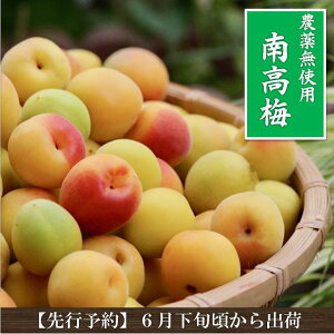 �y�\���t���E���ʌ���z �~ �썂�~ ���_�� 5kg �L�@�엿 �󂠂� ���n �I�[�K�j�b�N �ޗǌ� ���~ �Ⓚ�~ �~�� �~�� �~�V���b�v �~�| �~�h�����N �~�W���[�X �~ �Y�n���� ���Y �V���b�v �W��