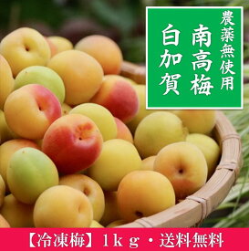 【冷凍梅】 南高梅 白加賀 無農薬 1kg 化学合成農薬無使用 訳あり 大小混合 黄熟 有機肥料 奈良県 生梅 冷凍梅 梅酒 梅干 梅シロップ 梅酢 梅ドリンク 梅ジュース 手作り 梅 産地直送 国産 シロップ ジャム 安心 安全 美容 健康 数量限定 送料無料(北海道・沖縄除く）