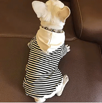 犬服小型犬中型犬ボーダーフード付きパーカートレーナードッグウェアー【メール便で送料無料】
