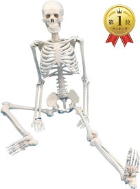 sac taske 人体模型 骨格標本 全身 直立型 関節可動 骸骨 教材 人体 骨格 スタンド (85cm 台座付き)