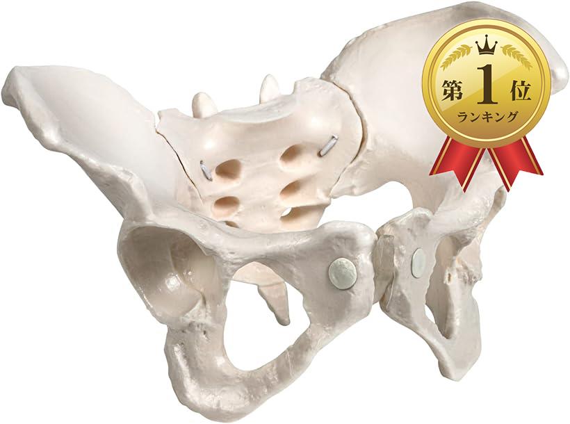 【ランキング1位入賞】グイッと動かすことができる骨盤模型 人体模型 骨模型 仙腸関節 伸縮コード 可動性 女性( 等身大)：スピード発送 Reapri（リアプリ）