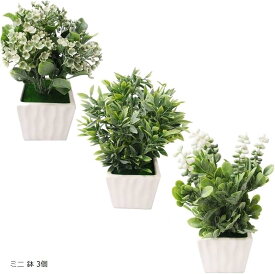 楽天市場 観葉植物 浴室の通販
