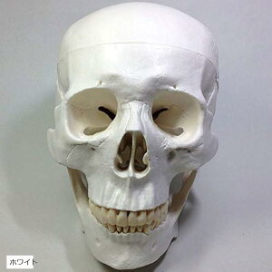 模型 歯 プラモデルの人気商品 通販 価格比較 価格 Com