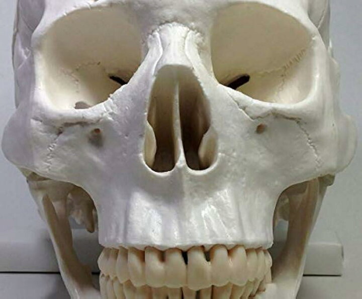 楽天市場 楽天ランキング1位入賞 実物大 超精密 頭蓋骨 模型 可動 タイプ 歯科 耳鼻科 眼科 学校教材用 頭部 プロップ 骸骨 髑髏 ドクロ スカル ガイコツ ホワイト M スピード発送 Reapri リアプリ
