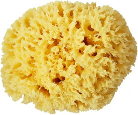 天然海綿スポンジ (イエロー)