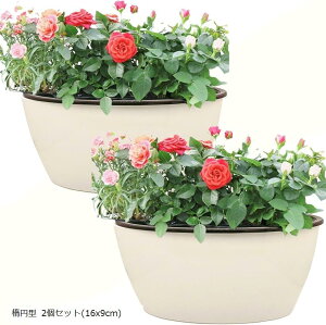 Aؔ vX`bN      n[u ͔| SW2081ȉ~^ 2Zbg 16x9cm (ȉ~^ 2Zbg(16x9cm))