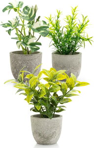 October1st tFCNO[ ϗtA lH 3_Zbg p G}H  CeA  ~j indoor plants lHA fake   sv 蕨 Mtg ̓(O[, )