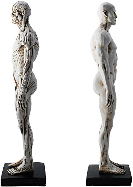 爆売りセール開催中 人体模型 デッサン人形 構造 筋肉 骨格 30cm アート モデル 絵画 彫刻 教育 スタンド付き リアル PU 男性 女性 白 
