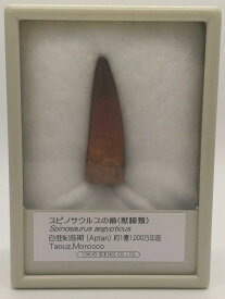 スピノサウルスの歯 説明文付き