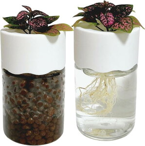 ハイドロカルチャー 水耕栽培 観葉植物 育成キット スポンジ付 透明 プラスチック ポット 円柱 SW2553 ((ホワイト)2セット, Small)