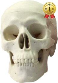 【楽天ランキング1位入賞】頭蓋骨 頭部 顎関節 人体 模型 可動 タイプ 学校 医学 教材 展示 装飾 デッサン 用(小型)