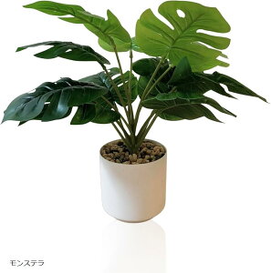 tFCNO[ lHϗtA    CeA t sv (Xe, )