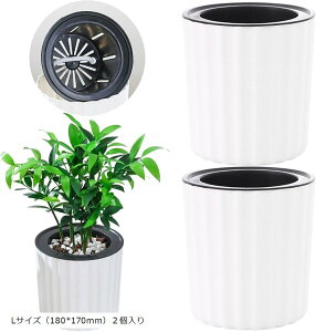 v^[  sݎ̐ ⋋ Aؔ  s A͂炳Ȃ K[fjO ϗtA (zCg, LTCYi180x170mmj2)