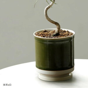 日本製 植木鉢 受け皿付 10.5x11.5cm 3.5号 波佐見焼 (抹茶x白, 10.5x11.0cm)