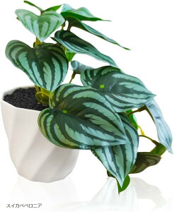 ϗtA tFCN  CeA tFCNO[  A 3_Zbg (XCJyyjA, )