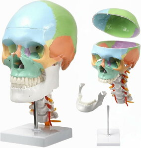 J[zœW͌^ l̖͌^ wÖ@mďC g _oƒōt