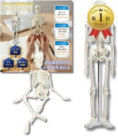 【楽天ランキング1位入賞】シンプルな1/4サイズの全身骨格模型 人体模型 ミニ 骨格標本 骨模型 卓上サイ…