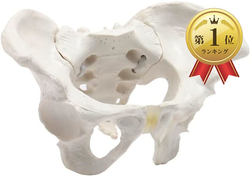 ミニサイズのグイッと動かすことができる骨盤模型 人体模型 骨模型 仙腸関節 伸縮コード 可動性 女性 2( ミニ(1 2))