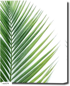 A[gpl A {^jJ rO W50cm H70cm A[gt[ G LoX zt EH[A[g |bvA[g _A[g Ǌ| CeA (nor074)