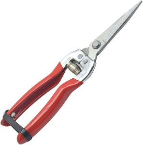  ͂ |p͂ |Yf|n  ʎ ؂̙ ~͙p