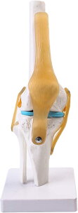 TikTrunk G֐ߖ͌^ Ђ x   wKp U  3D f Œ