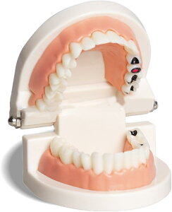 �y�y�V�����L���O1�ʓ��܁z�p�J���ƊJ���ł��钎���t������͌^ �l�̖͌^ ���̖͌^ ���ȉq���m�ďC 180°�J��